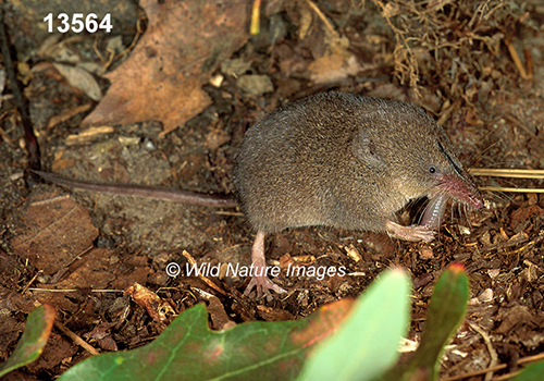 Sorex-fumeus Smoky-Shrew