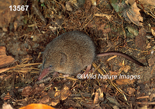 Sorex-fumeus Smoky-Shrew