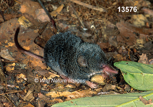 Sorex-fumeus Smoky-Shrew