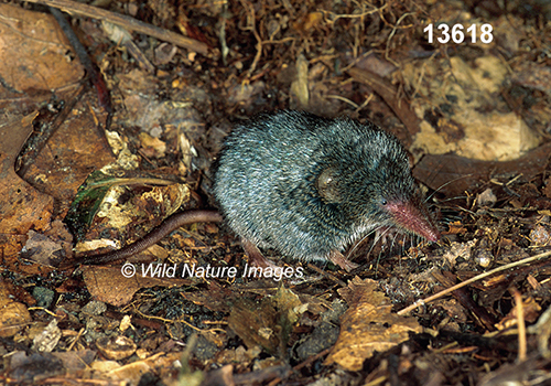 Sorex-fumeus Smoky-Shrew