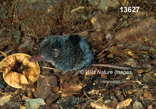 Sorex-fumeus Smoky-Shrew