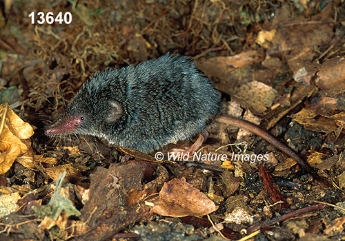 Sorex-fumeus Smoky-Shrew