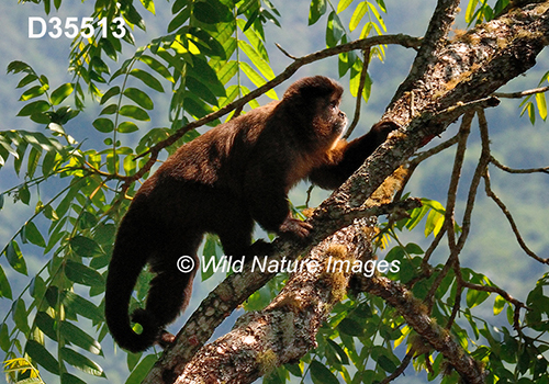 Sapajus-nigritus Black-horned-Capuchin Cebus-nigritus