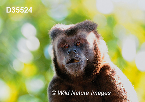 Sapajus-nigritus Black-horned-Capuchin Cebus-nigritus