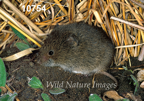 Microtus-pennsylvanicus Meadow-Vole