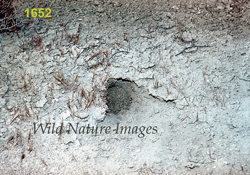 Small Five-toed Jerboa (Allactaga elater) burrow