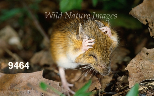 Woodland Jumping Mouse (Napaeozapus insignis)