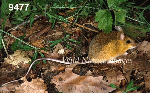 Woodland Jumping Mouse (Napaeozapus insignis)