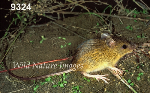 Meadow Jumping Mouse (Zapus hudsonius)