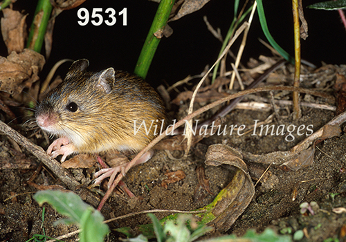 Meadow Jumping Mouse (Zapus hudsonius)