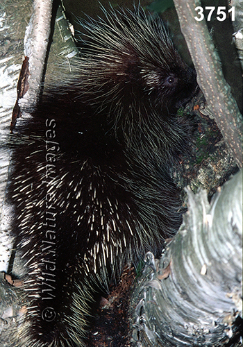 Erethizon-dorsatum North-American-Porcupine