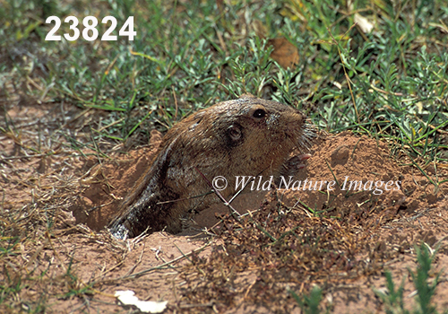 Yellow-faced Pocket-Gopher (Cratogeomys castanops)