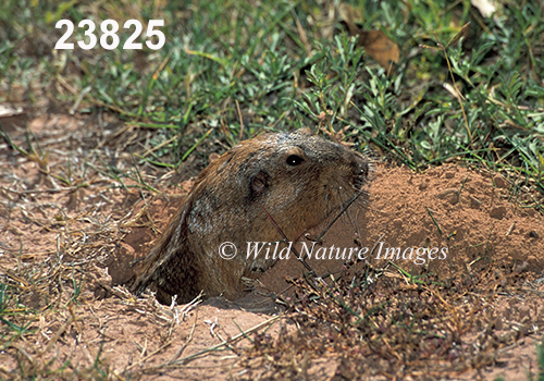 Yellow-faced Pocket-Gopher (Cratogeomys castanops)