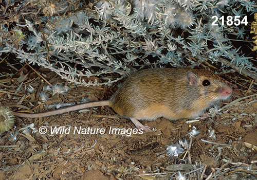 Chaetodipus-hispidus hispid-pocket-mouse