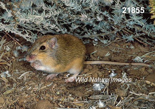 Chaetodipus-hispidus hispid-pocket-mouse