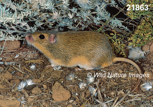 Chaetodipus-hispidus hispid-pocket-mouse