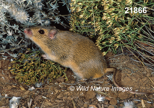 Chaetodipus-hispidus hispid-pocket-mouse