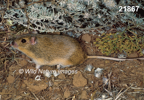 Chaetodipus-hispidus hispid-pocket-mouse