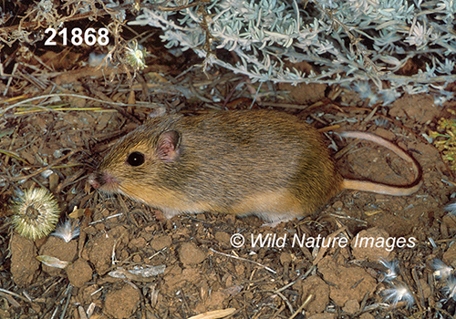 Chaetodipus-hispidus hispid-pocket-mouse