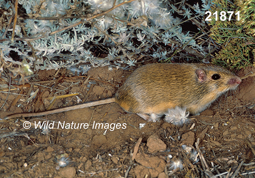 Chaetodipus-hispidus hispid-pocket-mouse