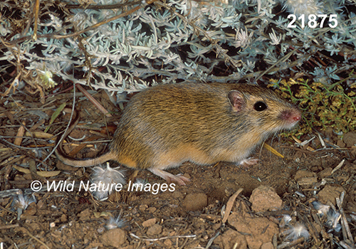 Chaetodipus-hispidus hispid-pocket-mouse