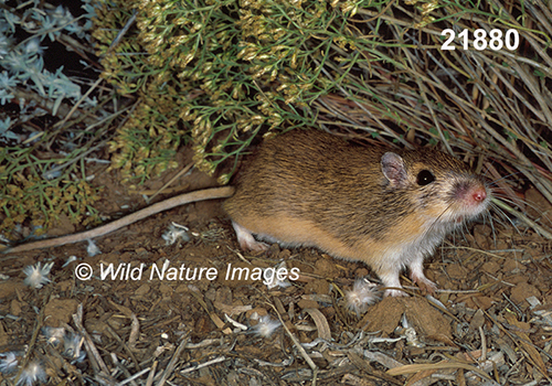 Chaetodipus-hispidus hispid-pocket-mouse