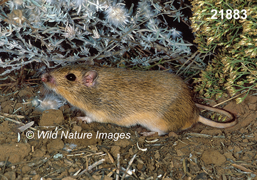 Chaetodipus-hispidus hispid-pocket-mouse