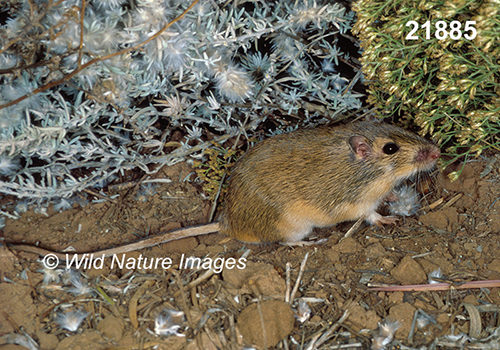 Chaetodipus-hispidus hispid-pocket-mouse