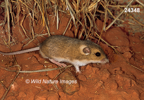 Perognathus-flavus silky-pocket-mouse