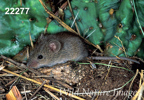 Baiomys-taylori northern-pygmy-mouse