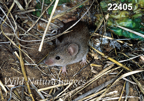Baiomys-taylori northern-pygmy-mouse