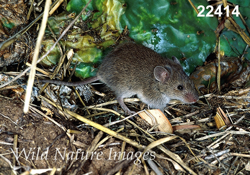 Baiomys-taylori Northern Pygmy-Mouse