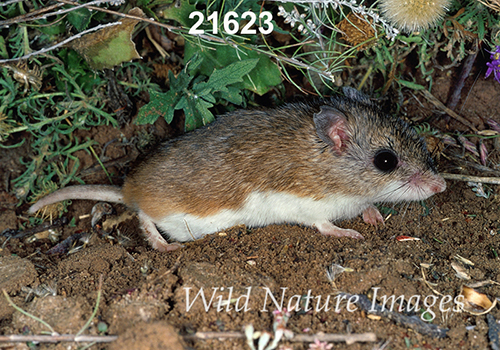 Onychomys-leucogaster Northern-Grasshopper-Mouse