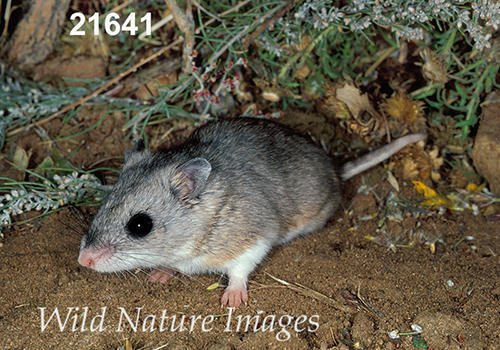 Onychomys-leucogaster Northern-Grasshopper-Mouse