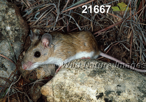 Peromyscus-leucopus-tornillo