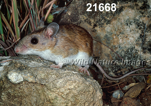 Peromyscus-leucopus-tornillo