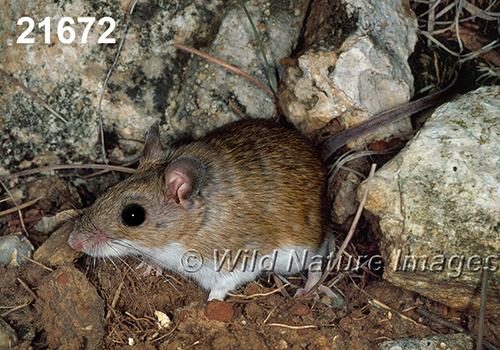 Peromyscus-leucopus-tornillo