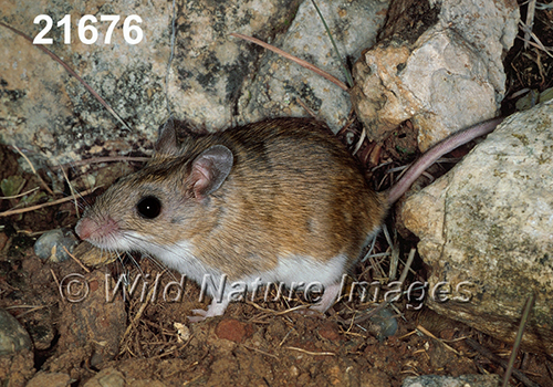 Peromyscus-leucopus-tornillo