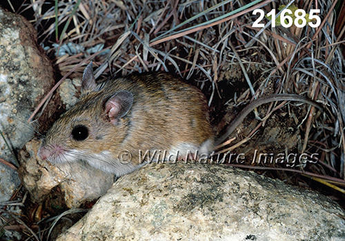 Peromyscus-leucopus-tornillo