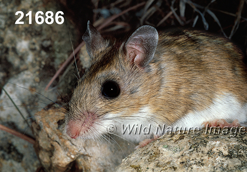 Peromyscus-leucopus-tornillo