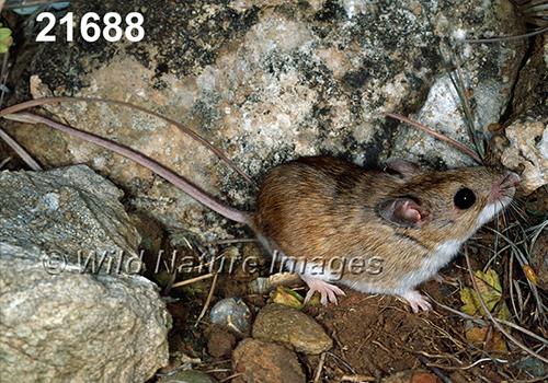 Peromyscus-leucopus-tornillo