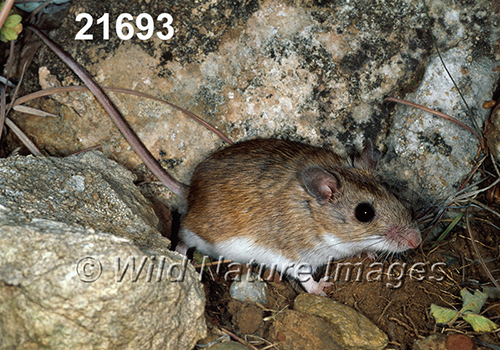 Peromyscus-leucopus-tornillo