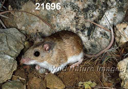 Peromyscus-leucopus-tornillo