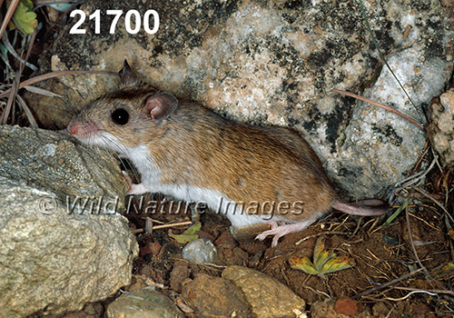 Peromyscus-leucopus-tornillo