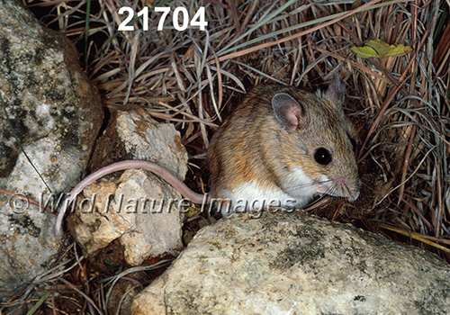 Peromyscus-leucopus-tornillo