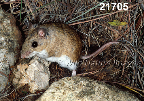 Peromyscus-leucopus-tornillo