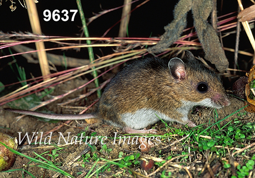 Prairie Deer Mouse (Peromyscus maniculatus bairdii)
