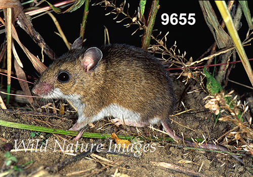 Prairie Deer Mouse (Peromyscus maniculatus bairdii)