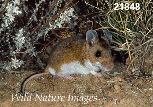Deer Mouse (Peromyscus maniculatus luteus)