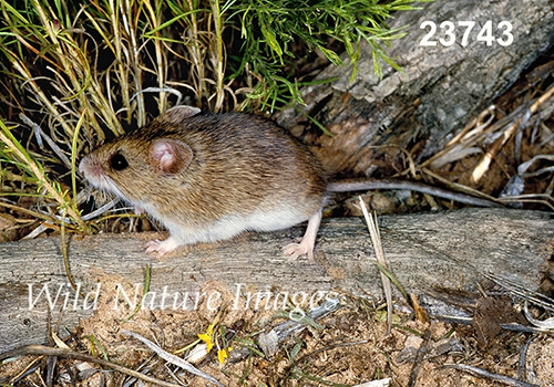 Reithrodontomys-megalotis Western-Harvest-Mouse